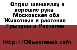 Отдам шиншиллу в хорошие руки. - Московская обл. Животные и растения » Грызуны и Рептилии   